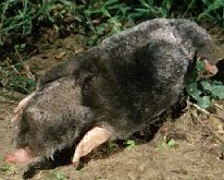 Mole