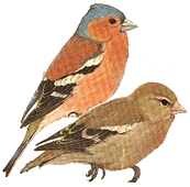 Chaffinch m/f