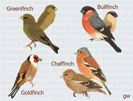 Finches