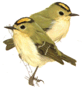 Goldcrests (m&f)