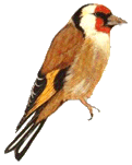 Goldfinch