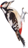 Greater Spotted Woodpecker