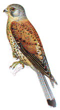 Kestrel