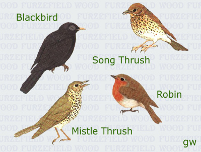 Thrushes