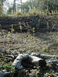 Coppiced and replanted hazel