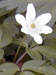 Wood Anemone flower