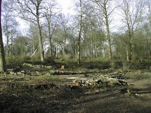 Coppicing