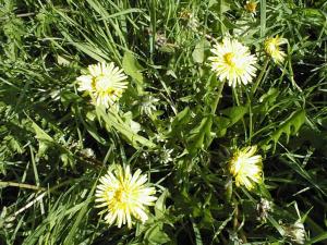 Dandelion
