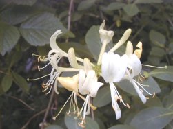 Wild Honeysuckle