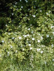 Dog rose