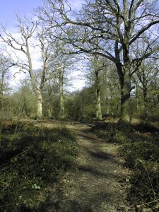 Inside the Wood