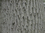 Common Ash trunk