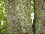 Crab apple trunk