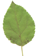 Crab apple leaf
