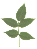 Elde leaf