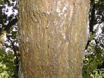 Field Maple bole