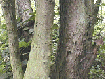 Hawthorn trunk