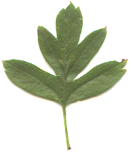 Common Hawthorn leaf