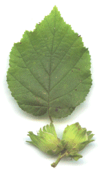 Hazel leaf and nuts