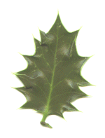 Holly leaf