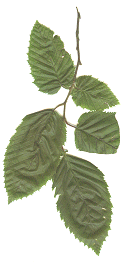 Hornbeam leaves