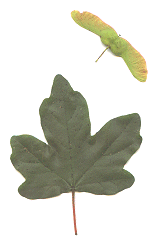 Field Maple leaf and seed