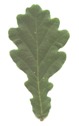 Common Oak leaf