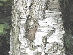 Silver birch bark